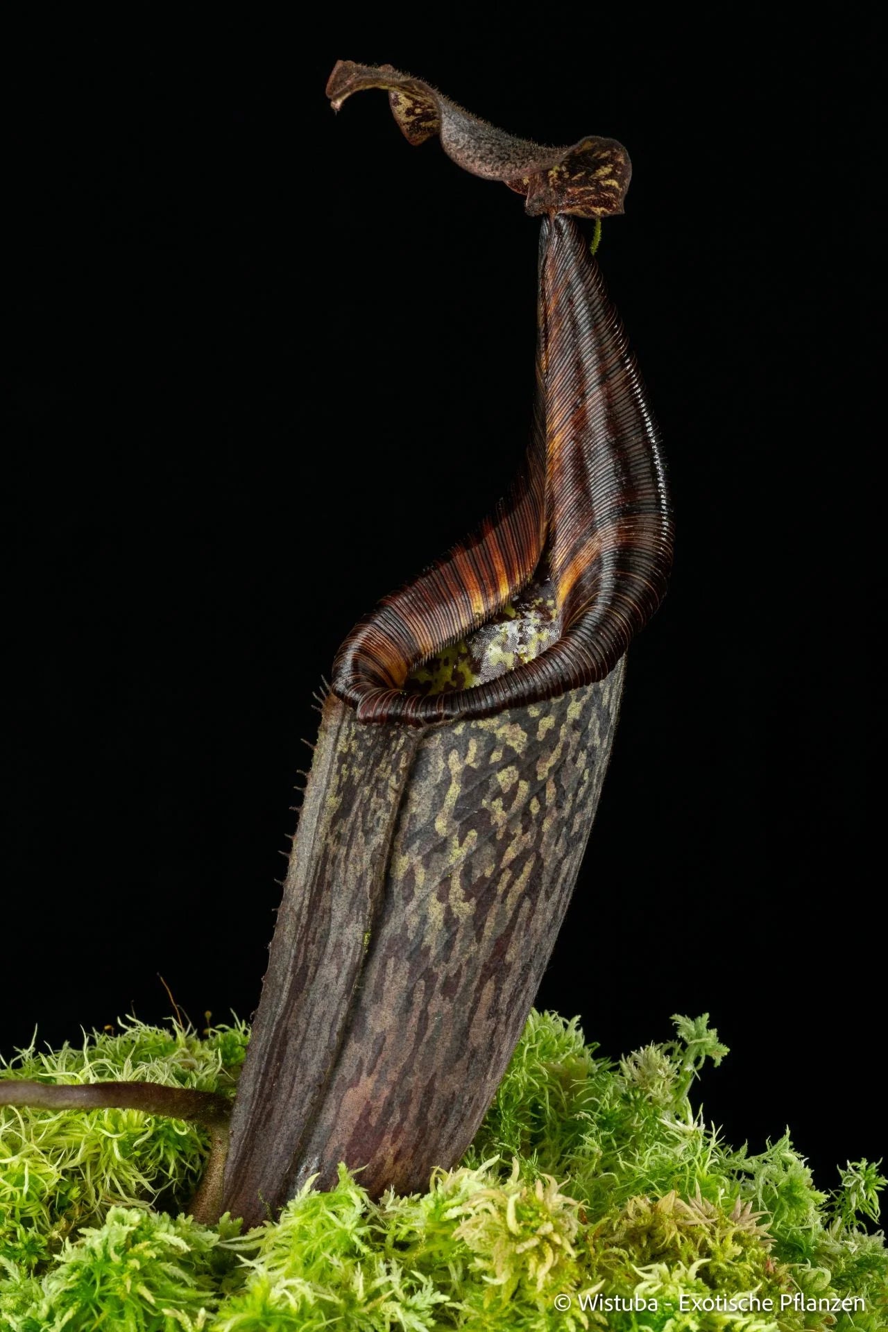 Nepenthes (burbidgeae x veitchii) x mollis 大森食虫植物農園