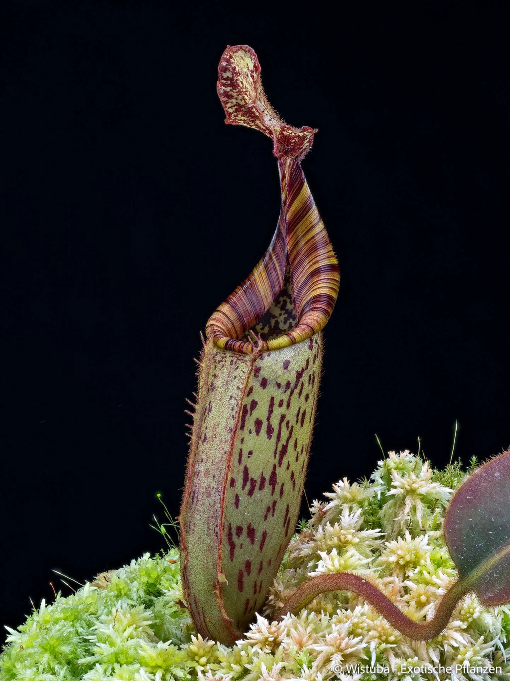 Nepenthes (burbidgeae x veitchii) x mollis 大森食虫植物農園