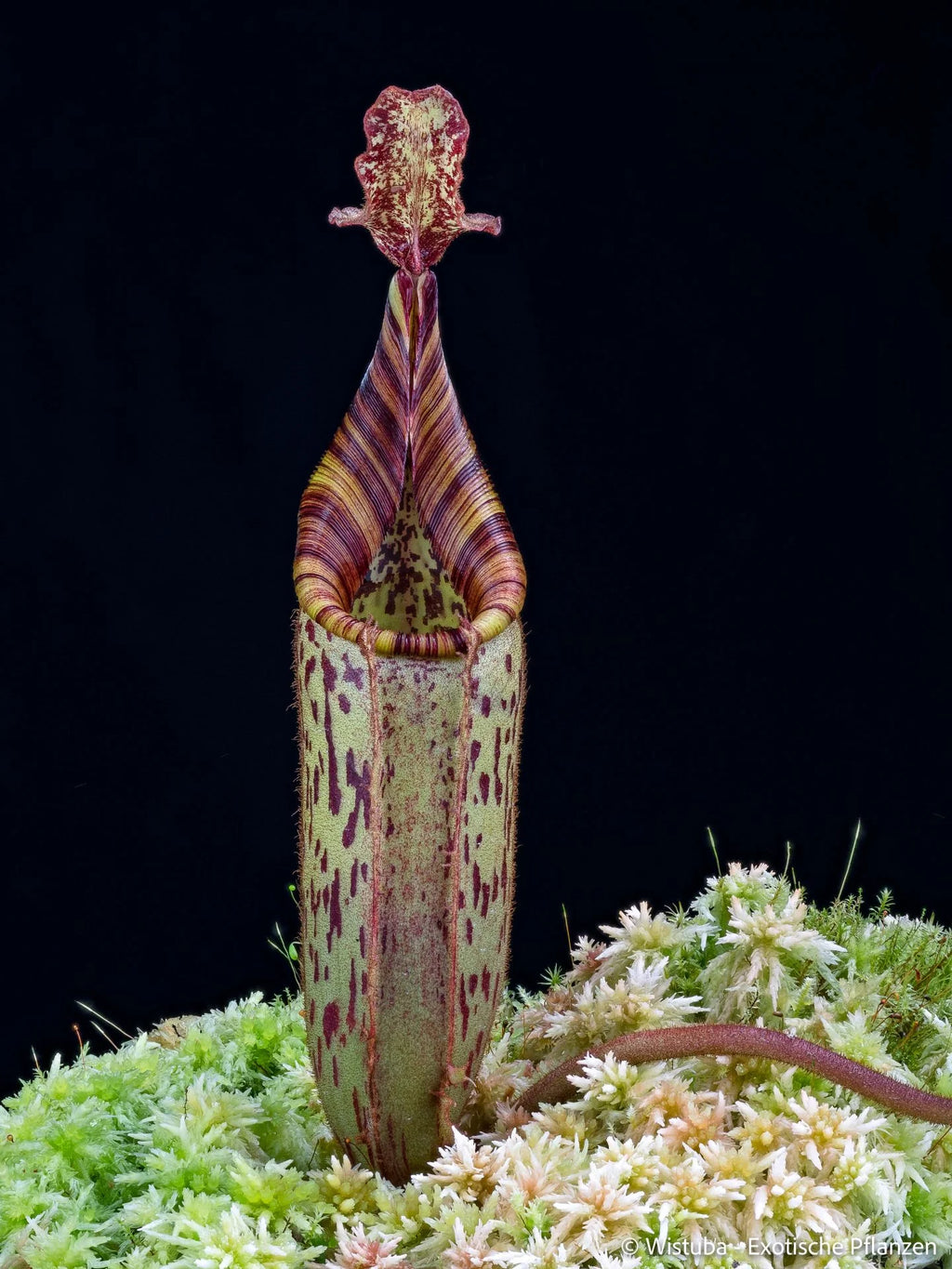 Nepenthes (burbidgeae x veitchii) x mollis 大森食虫植物農園