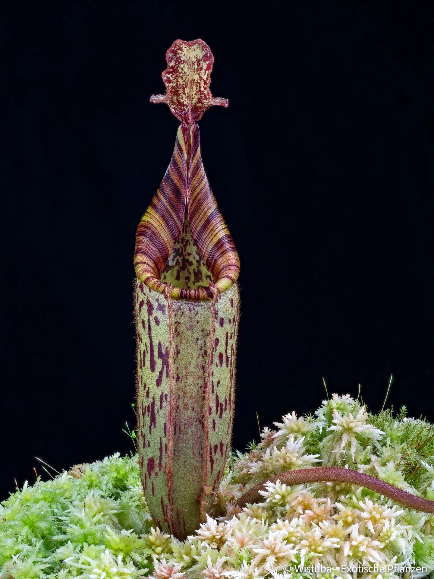 Nepenthes (burbidgeae x veitchii) x mollis 大森食虫植物農園