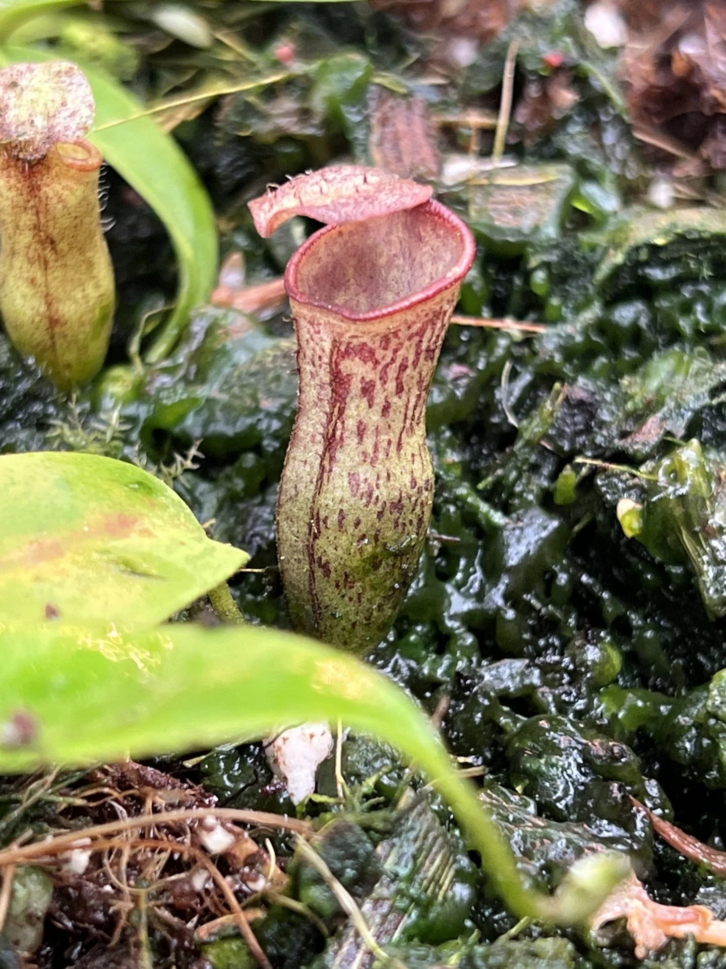 Nepenthes (campanulata x spectabilis) x campanulata 大森食虫植物農園