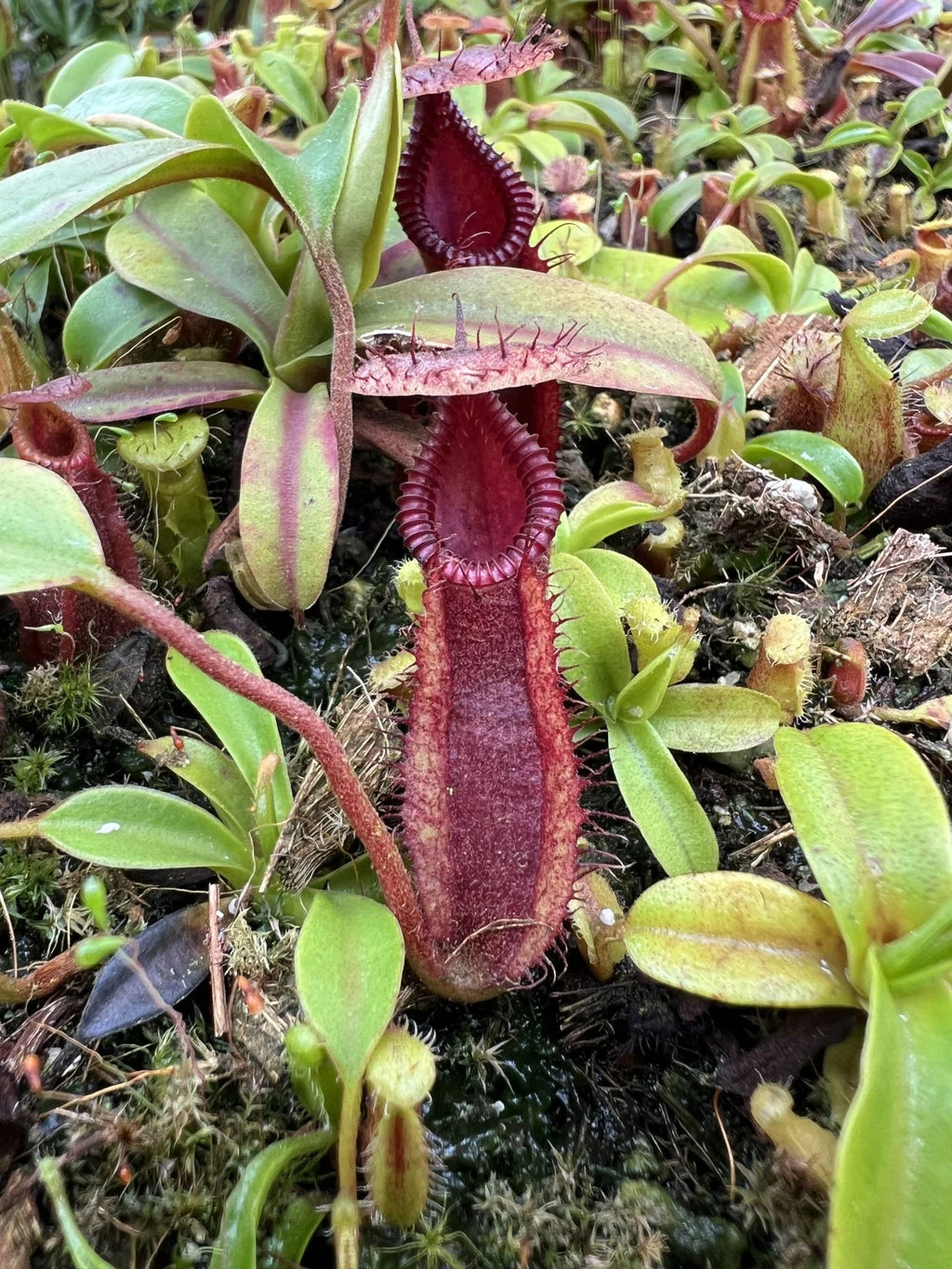 Nepenthes (diabolica x hamata) x Trusmadiensis 大森食虫植物農園