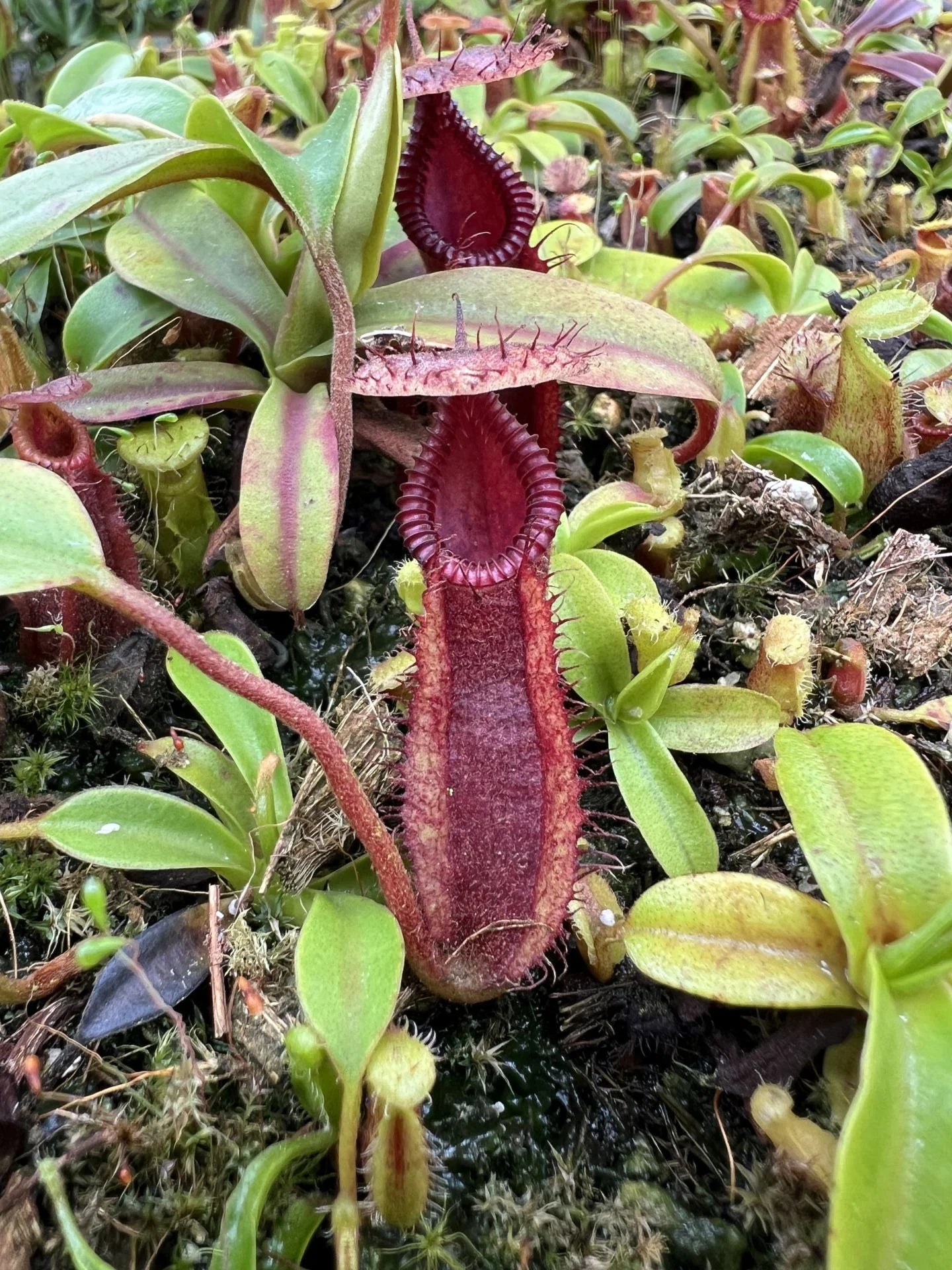 Nepenthes (diabolica x hamata) x Trusmadiensis 大森食虫植物農園