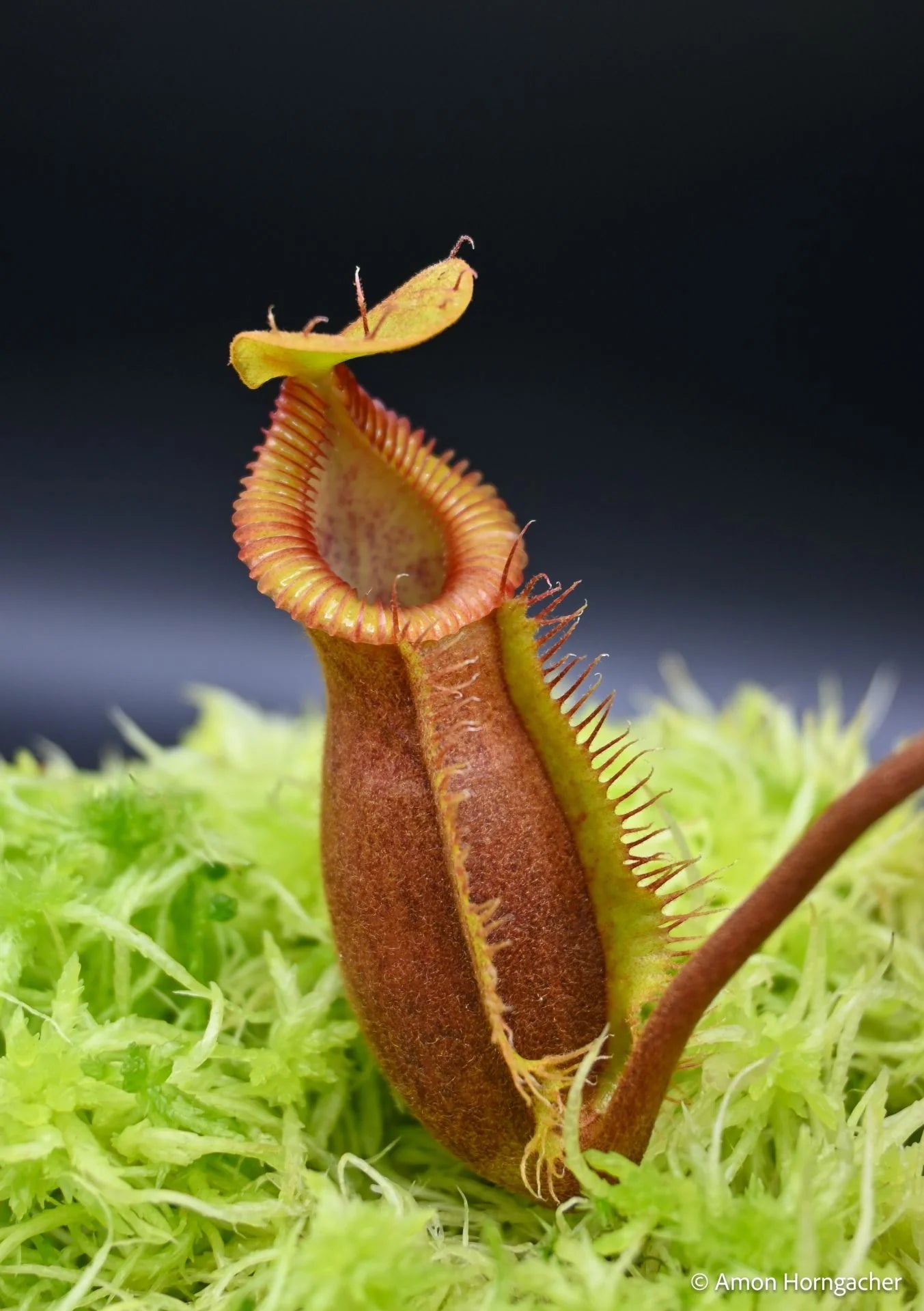 Nepenthes (diabolica x hamata) x Trusmadiensis 大森食虫植物農園