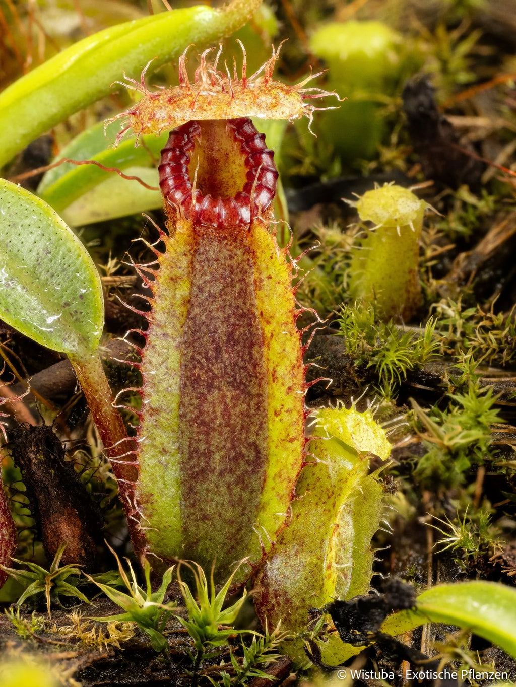 Nepenthes (diabolica x hamata) x Trusmadiensis 大森食虫植物農園