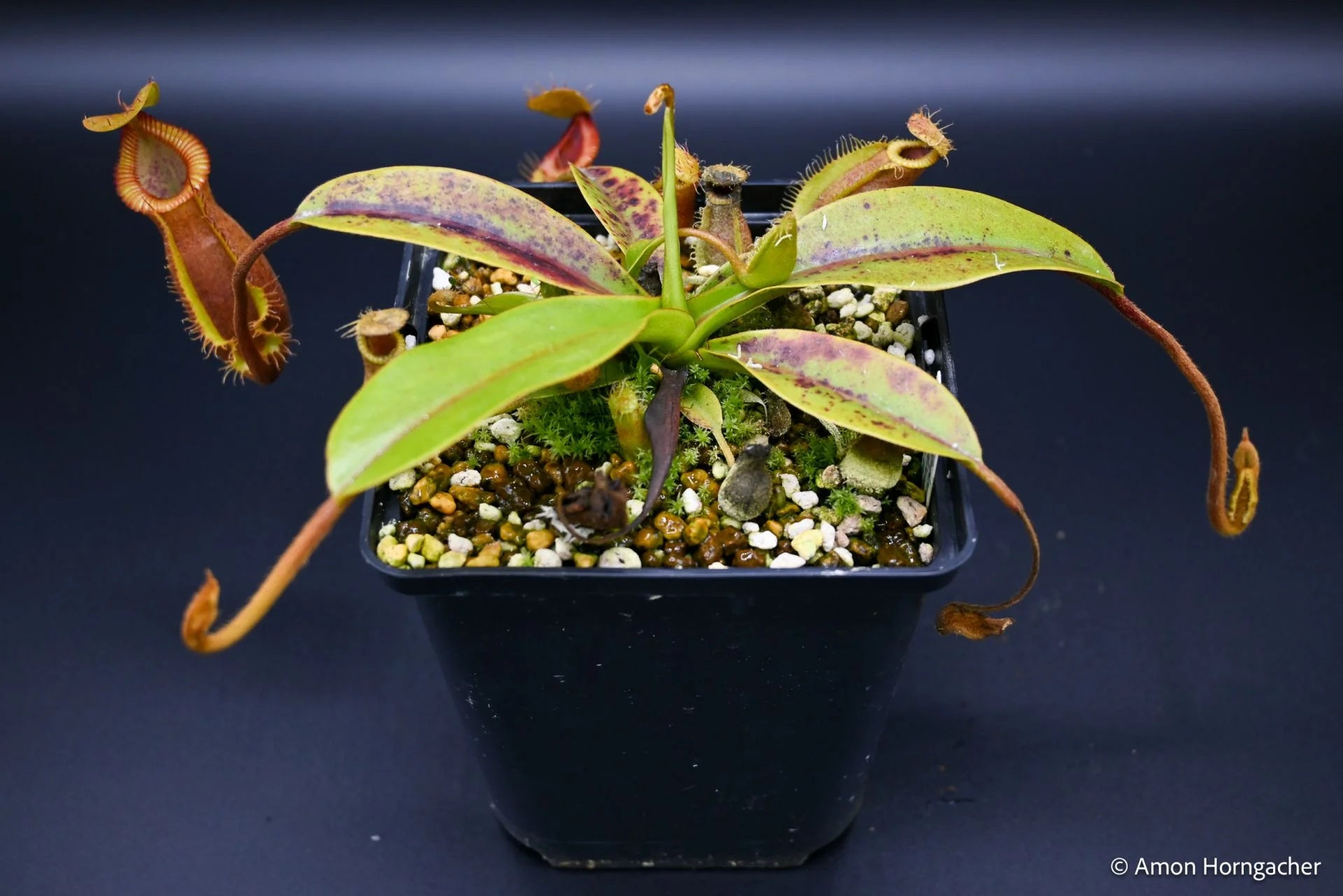 Nepenthes (diabolica x hamata) x Trusmadiensis 大森食虫植物農園