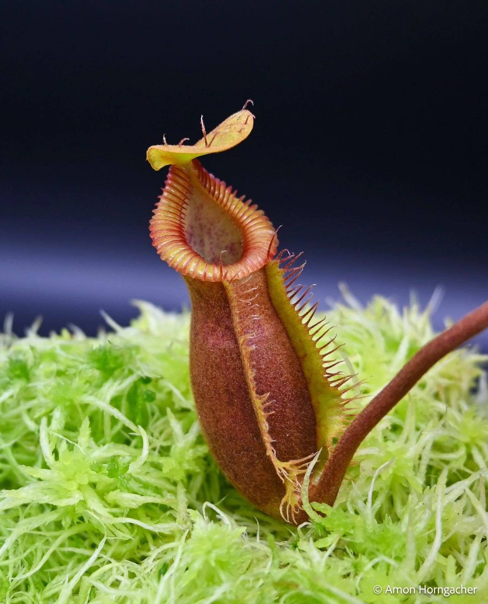 Nepenthes (diabolica x hamata) x Trusmadiensis 大森食虫植物農園
