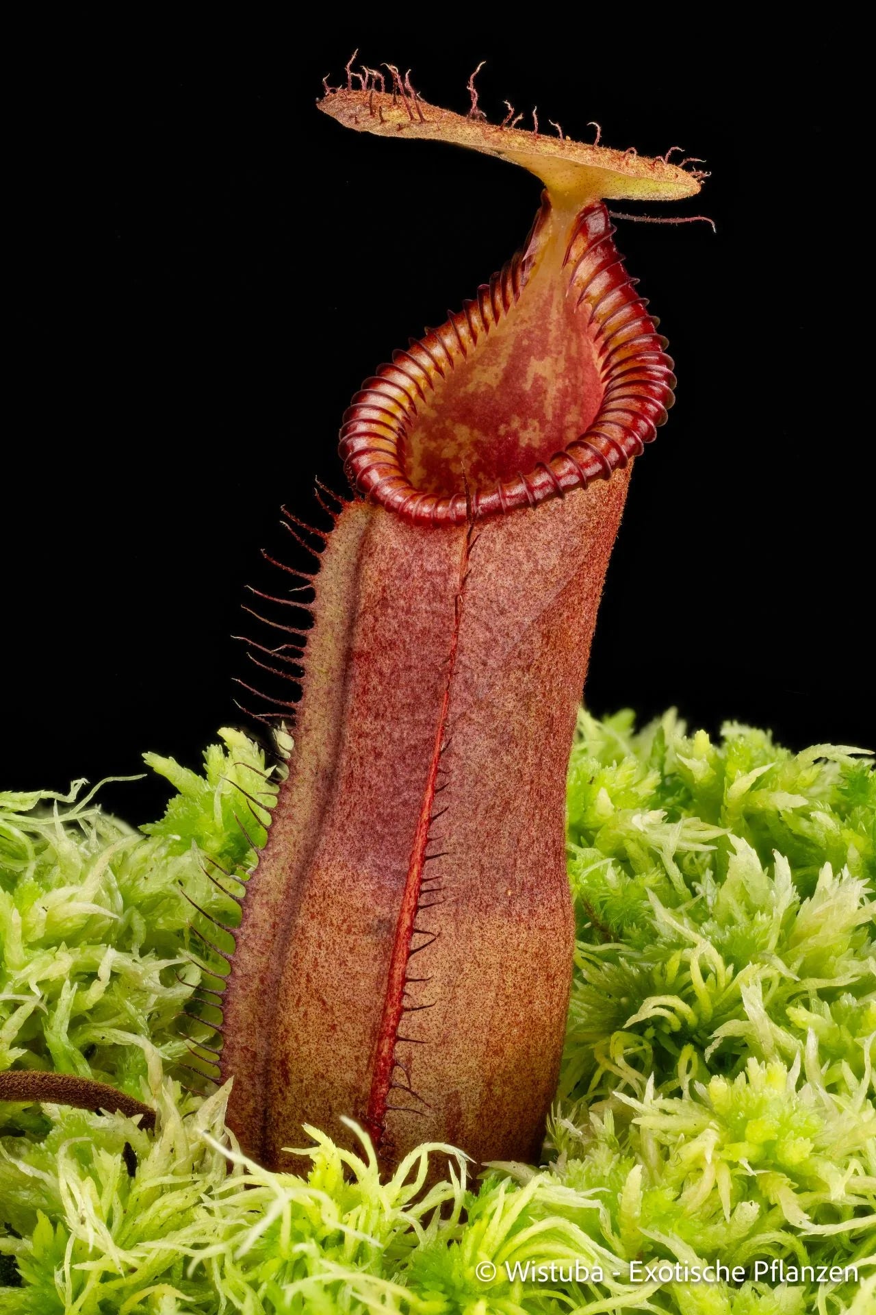 Nepenthes (diabolica x hamata) x (lowii x campanulata) 大森食虫植物農園