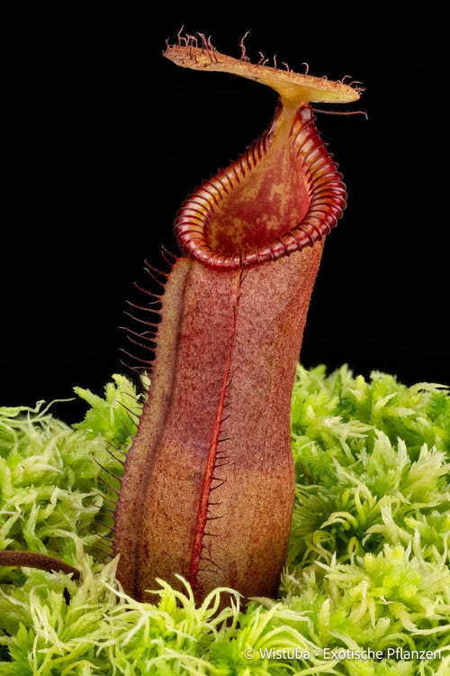 Nepenthes (diabolica x hamata) x (lowii x campanulata) 大森食虫植物農園