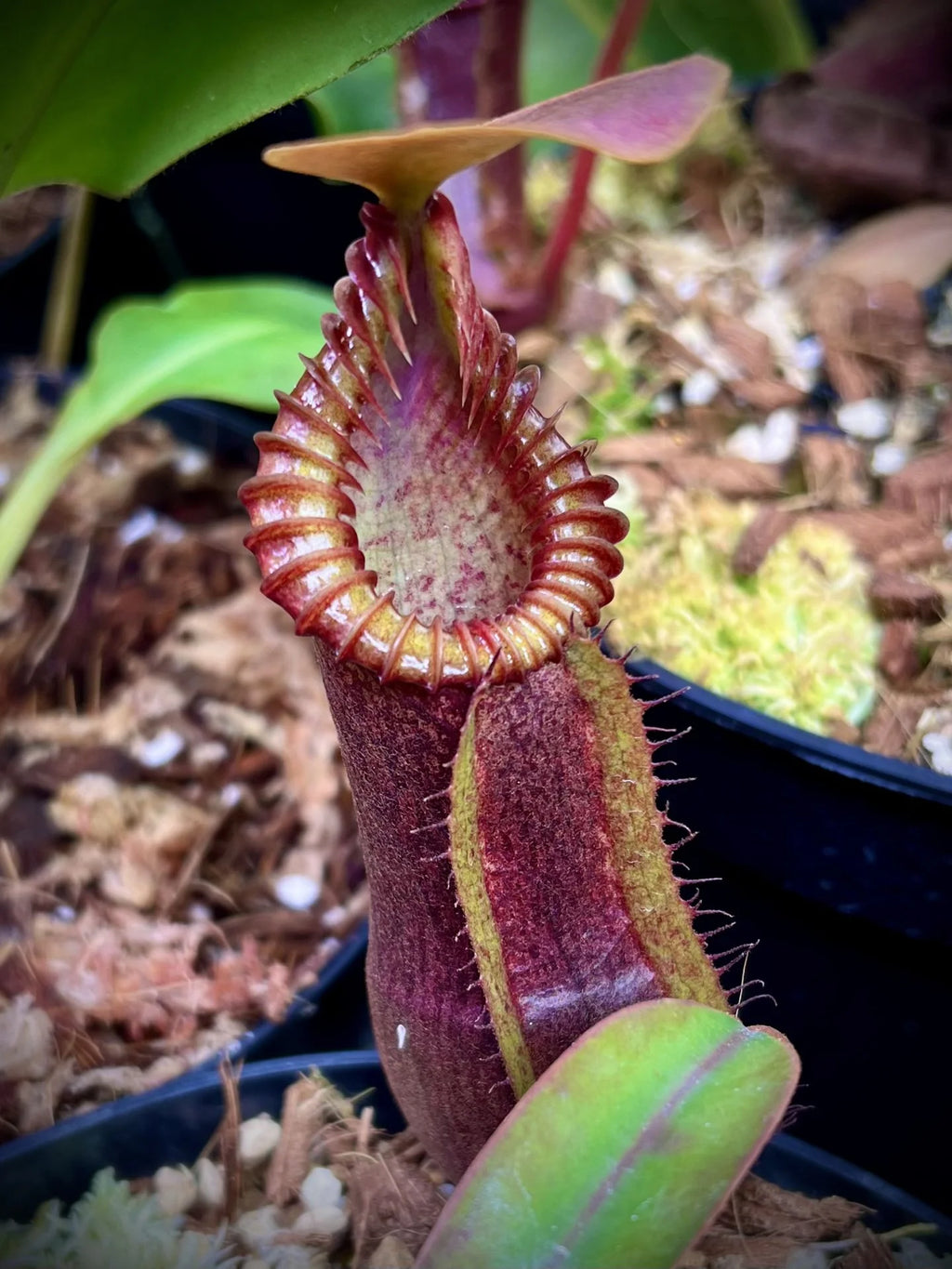 Nepenthes (diabolica x hamata) x edwardsiana 大森食虫植物農園