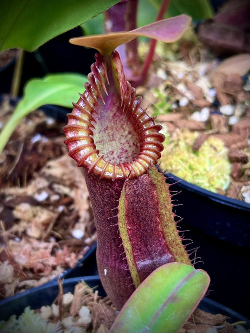 Nepenthes (diabolica x hamata) x edwardsiana 大森食虫植物農園