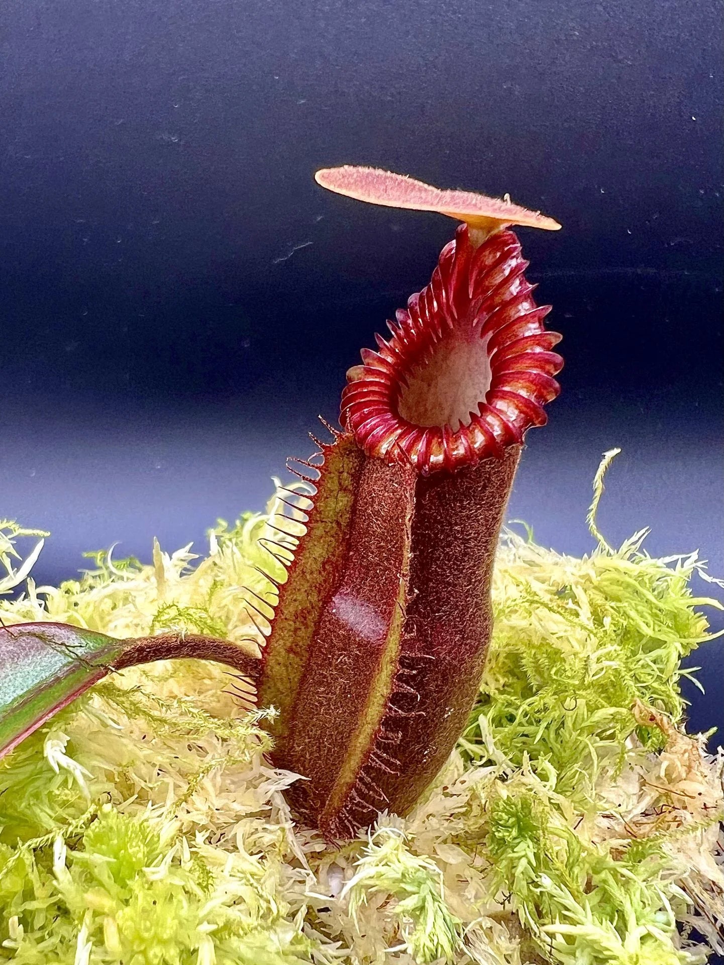 Nepenthes (diabolica x hamata) x edwardsiana 大森食虫植物農園
