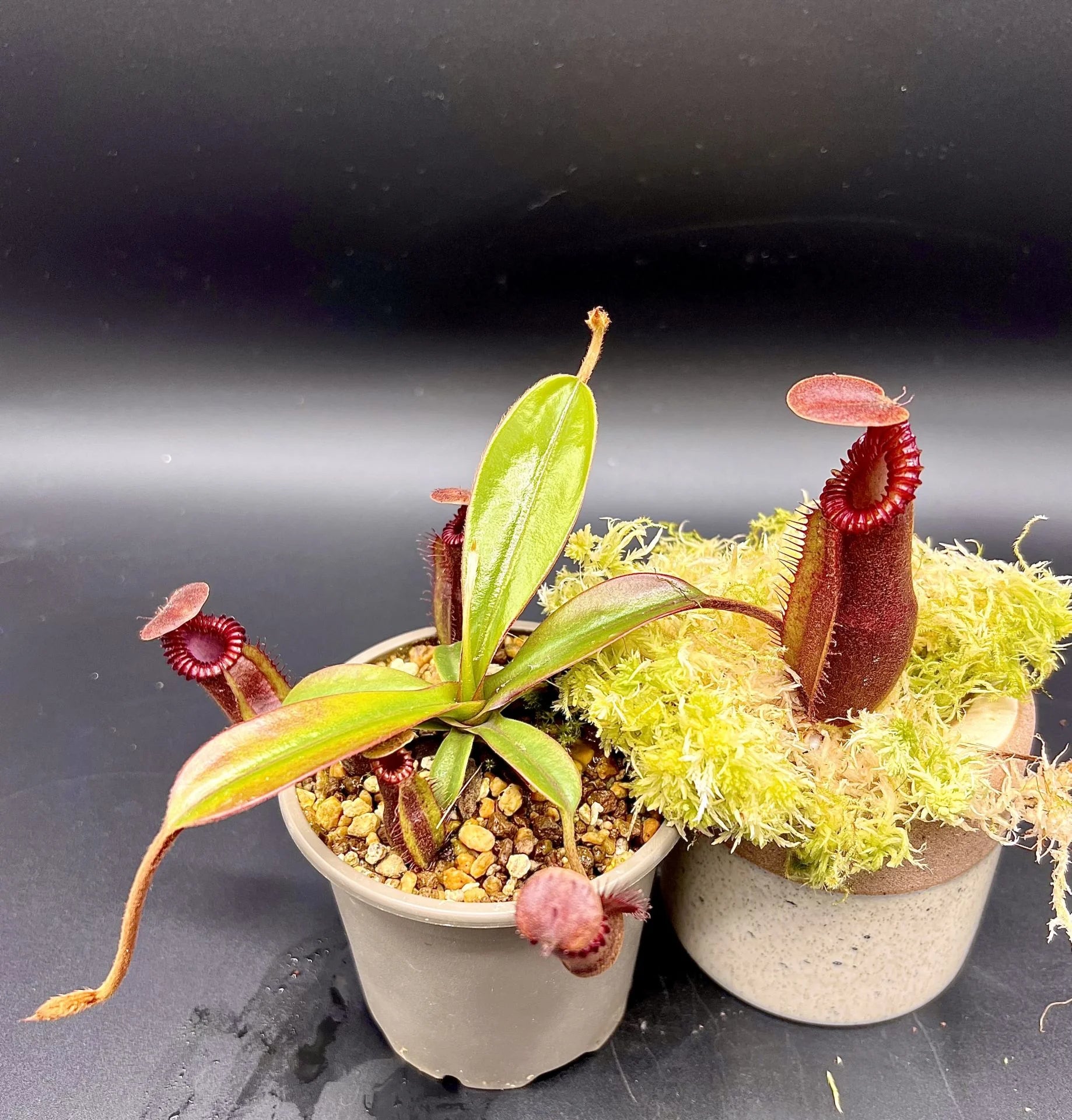 Nepenthes (diabolica x hamata) x edwardsiana 大森食虫植物農園