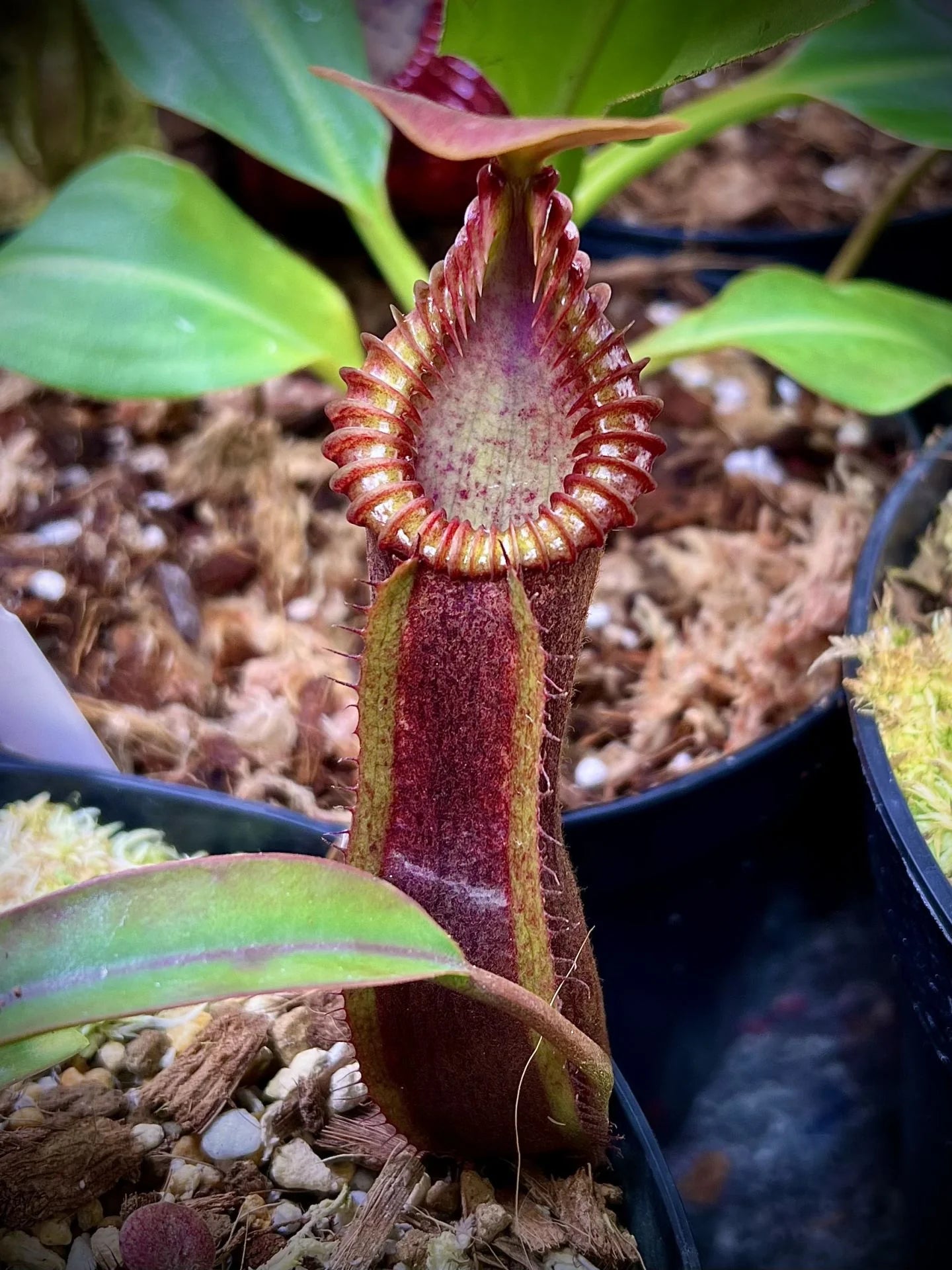 Nepenthes (diabolica x hamata) x edwardsiana 大森食虫植物農園