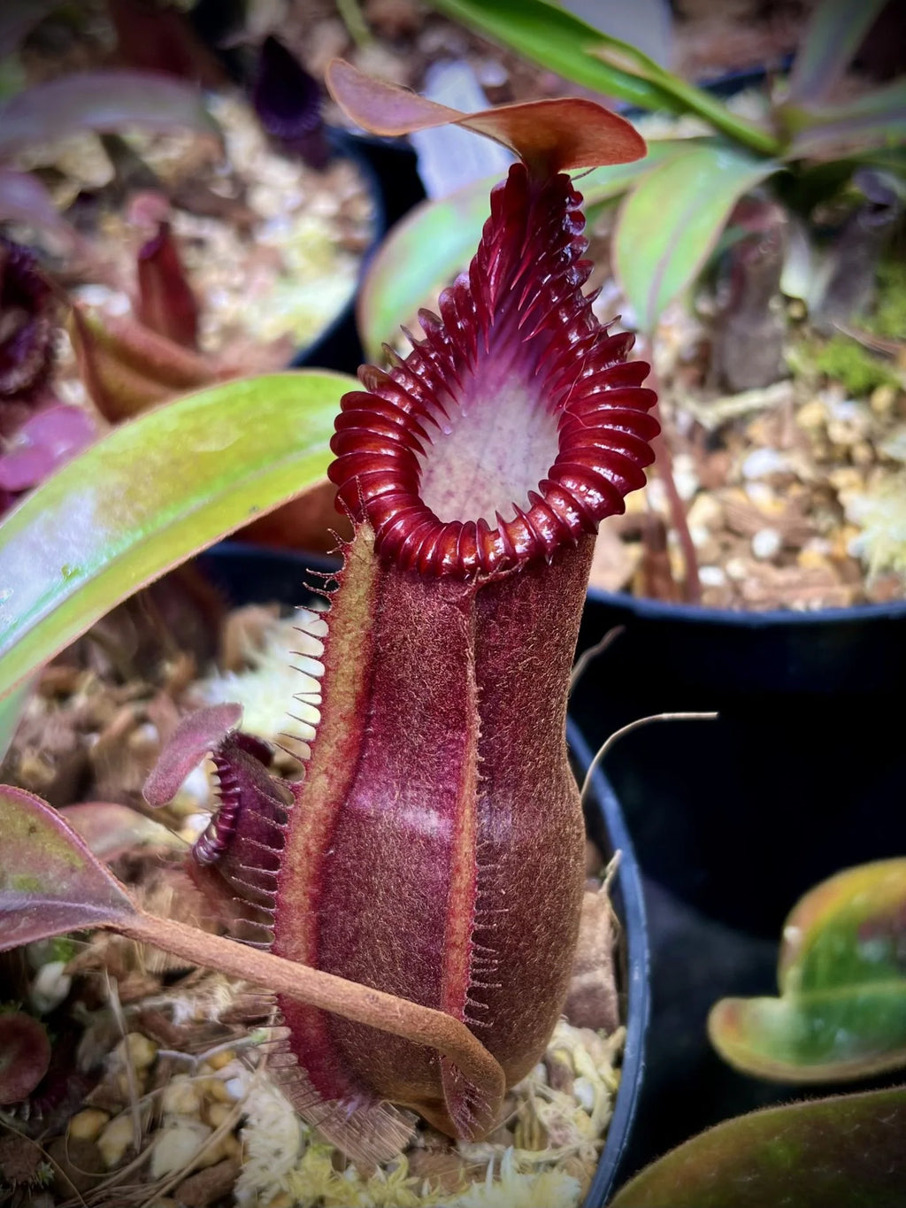 Nepenthes (diabolica x hamata) x edwardsiana 大森食虫植物農園