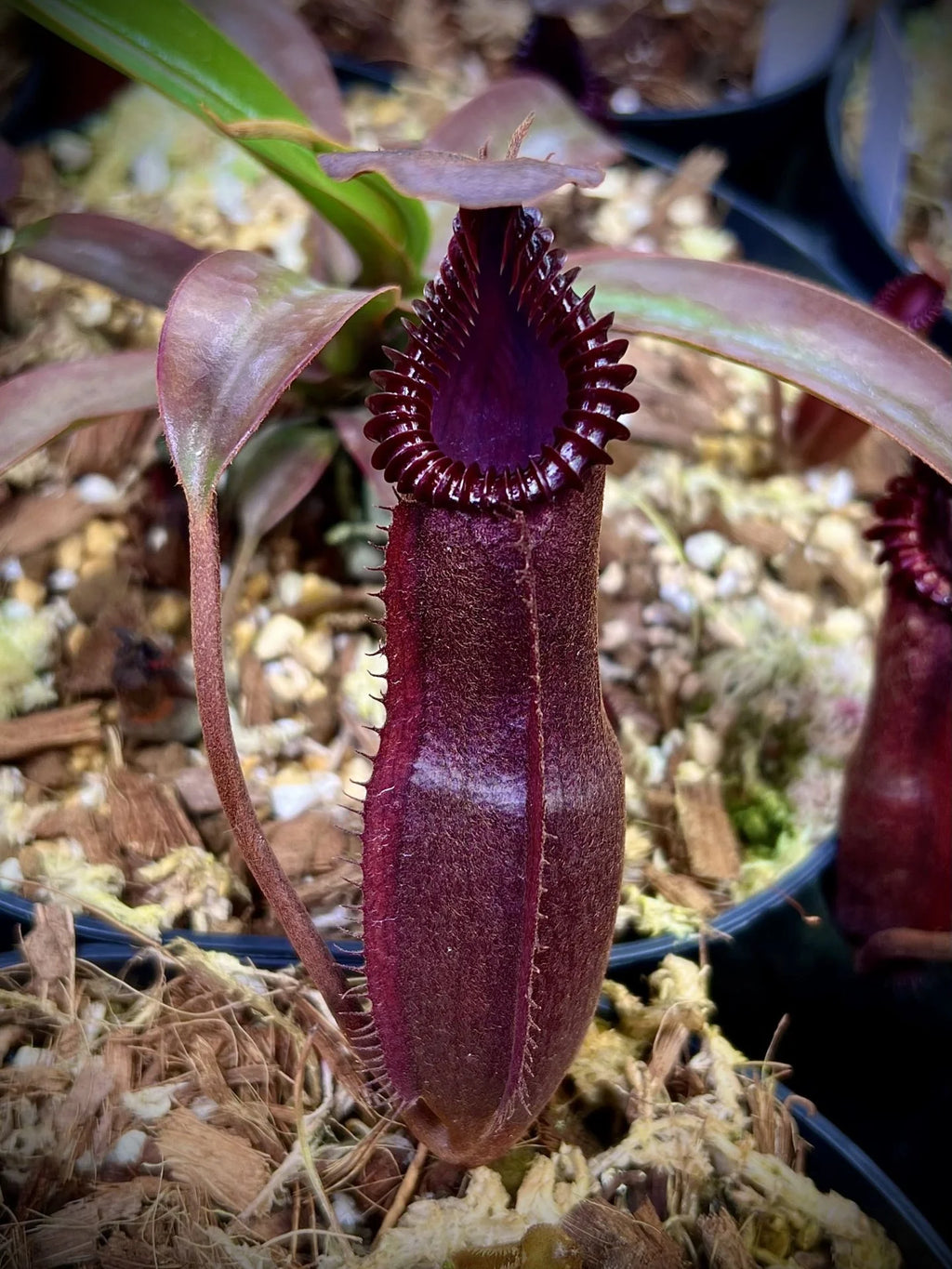 Nepenthes (diabolica x hamata) x edwardsiana 大森食虫植物農園