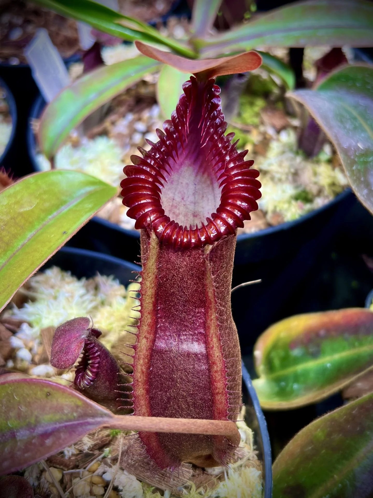 Nepenthes (diabolica x hamata) x edwardsiana 大森食虫植物農園
