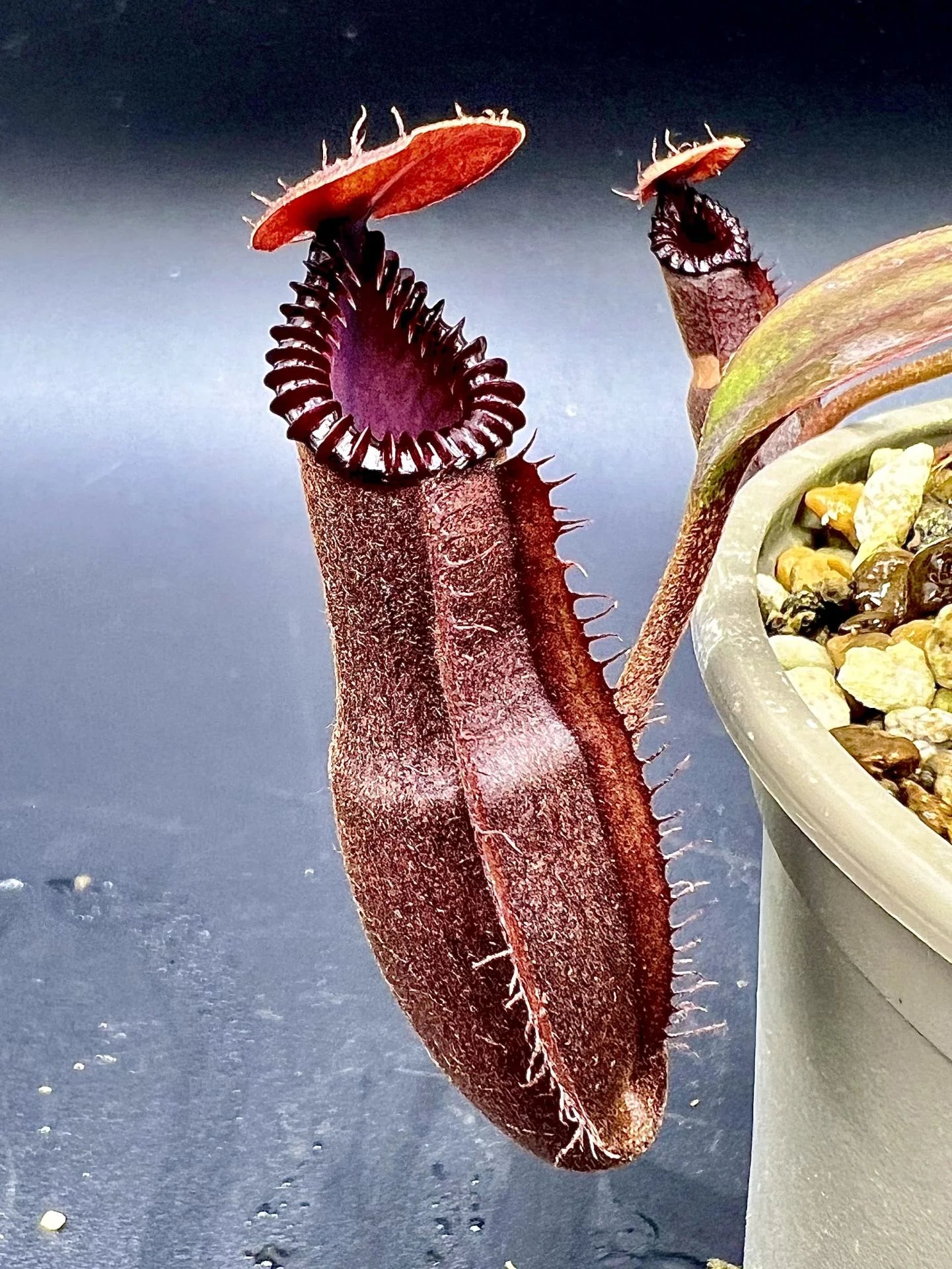 Nepenthes (diabolica x hamata) x edwardsiana 大森食虫植物農園