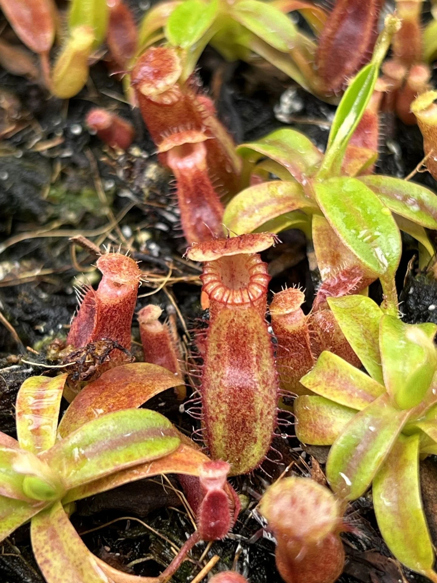 Nepenthes (diabolica x hamata) x edwardsiana 大森食虫植物農園