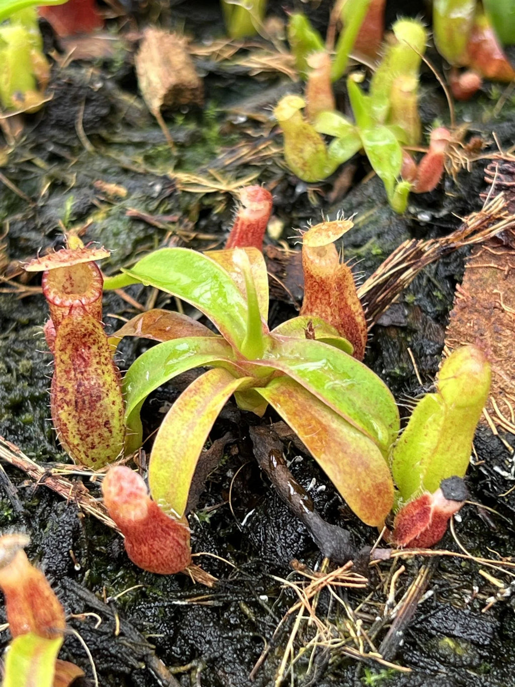 Nepenthes (diabolica x hamata) x edwardsiana 大森食虫植物農園