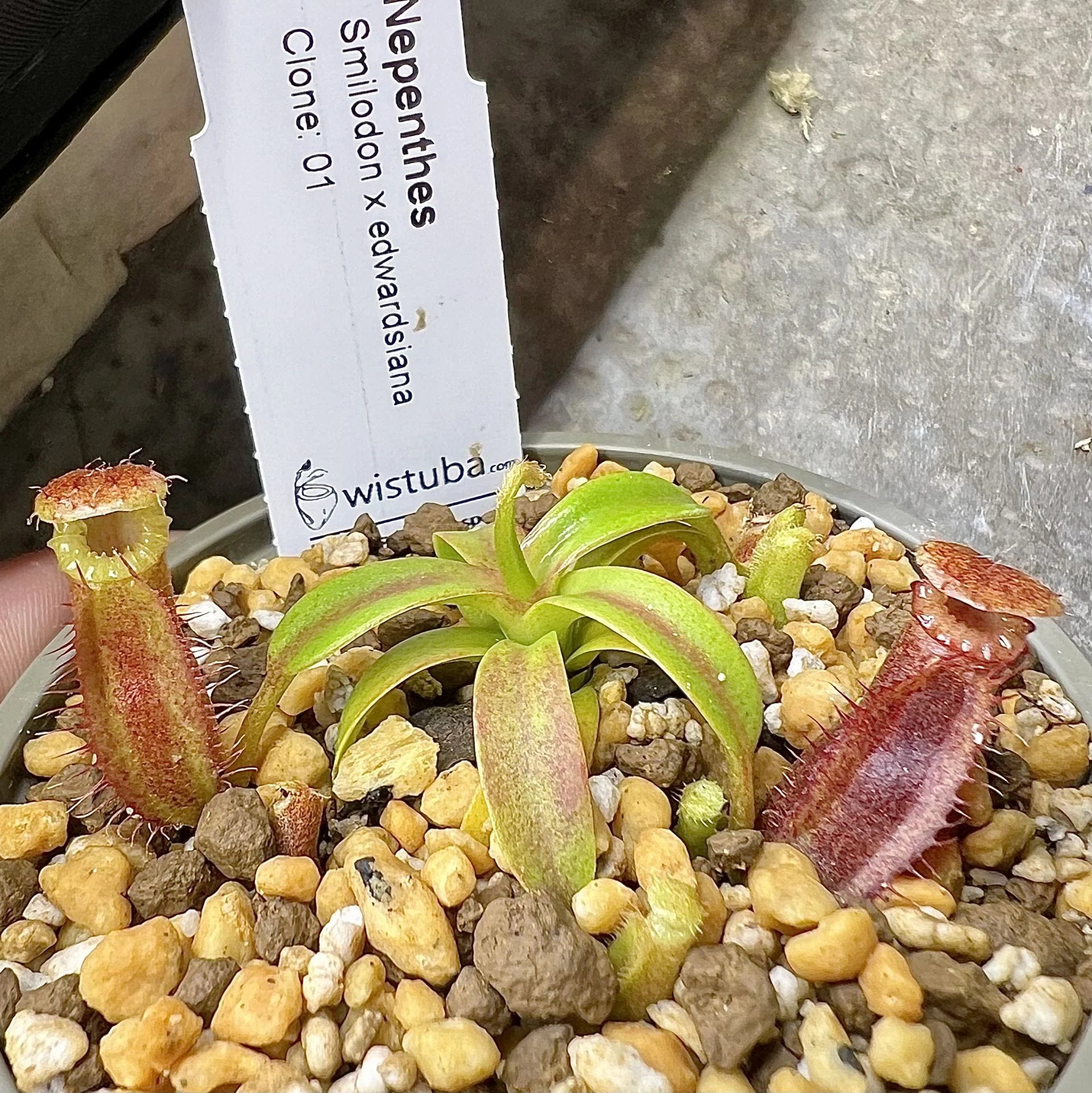 Nepenthes (diabolica x hamata) x edwardsiana 大森食虫植物農園