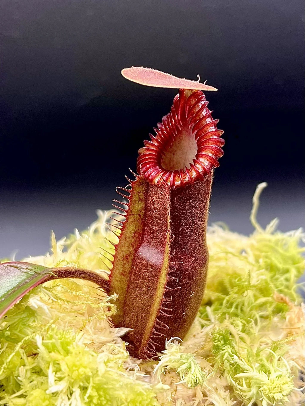 Nepenthes (diabolica x hamata) x edwardsiana 大森食虫植物農園