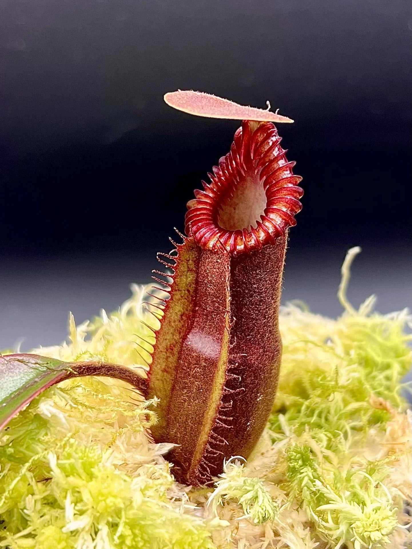 Nepenthes (diabolica x hamata) x edwardsiana 大森食虫植物農園