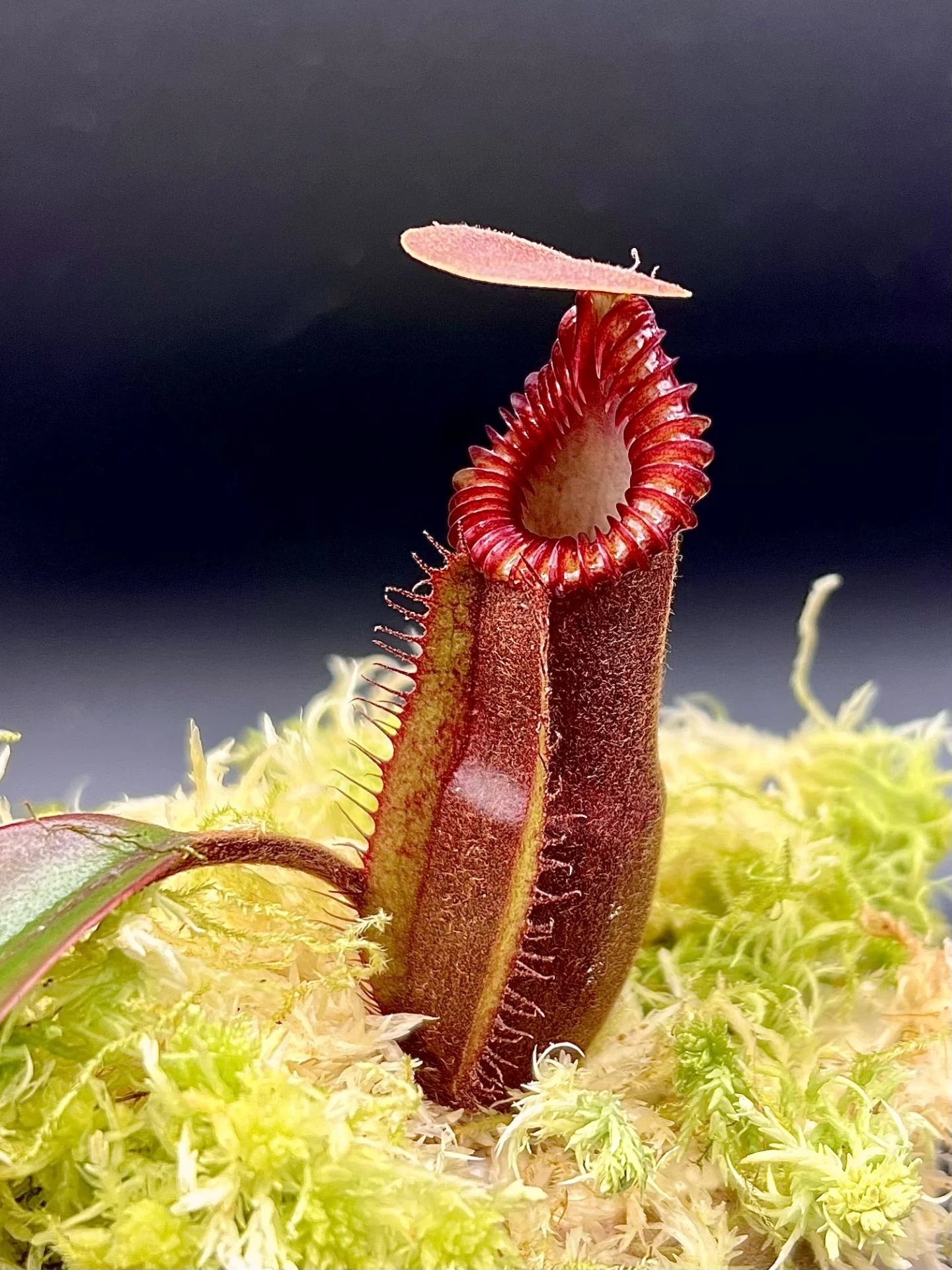 Nepenthes (diabolica x hamata) x edwardsiana 大森食虫植物農園