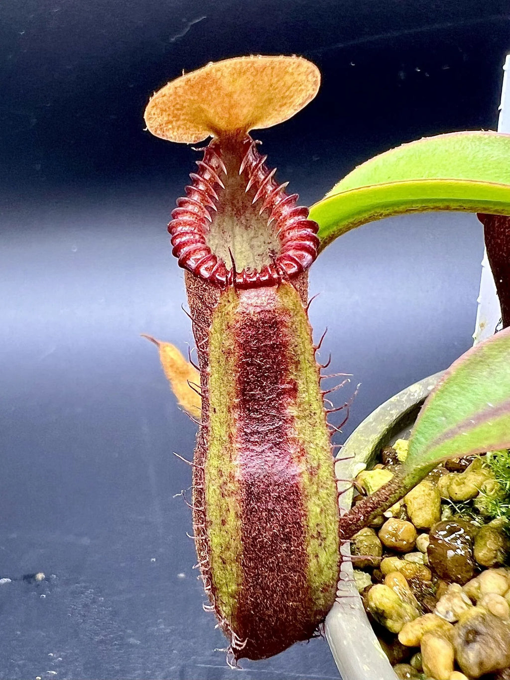Nepenthes (diabolica x hamata) x edwardsiana 大森食虫植物農園