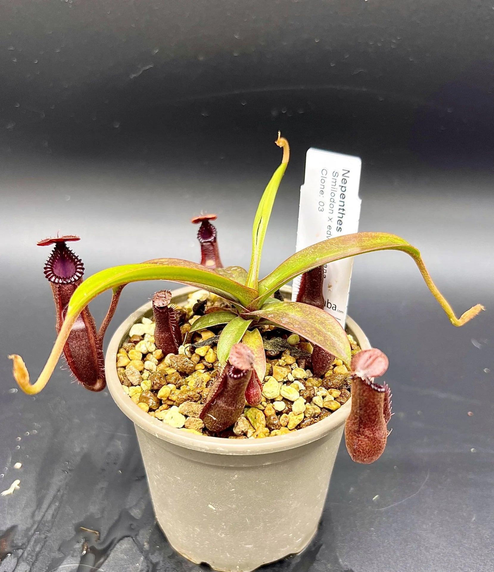 Nepenthes (diabolica x hamata) x edwardsiana 大森食虫植物農園