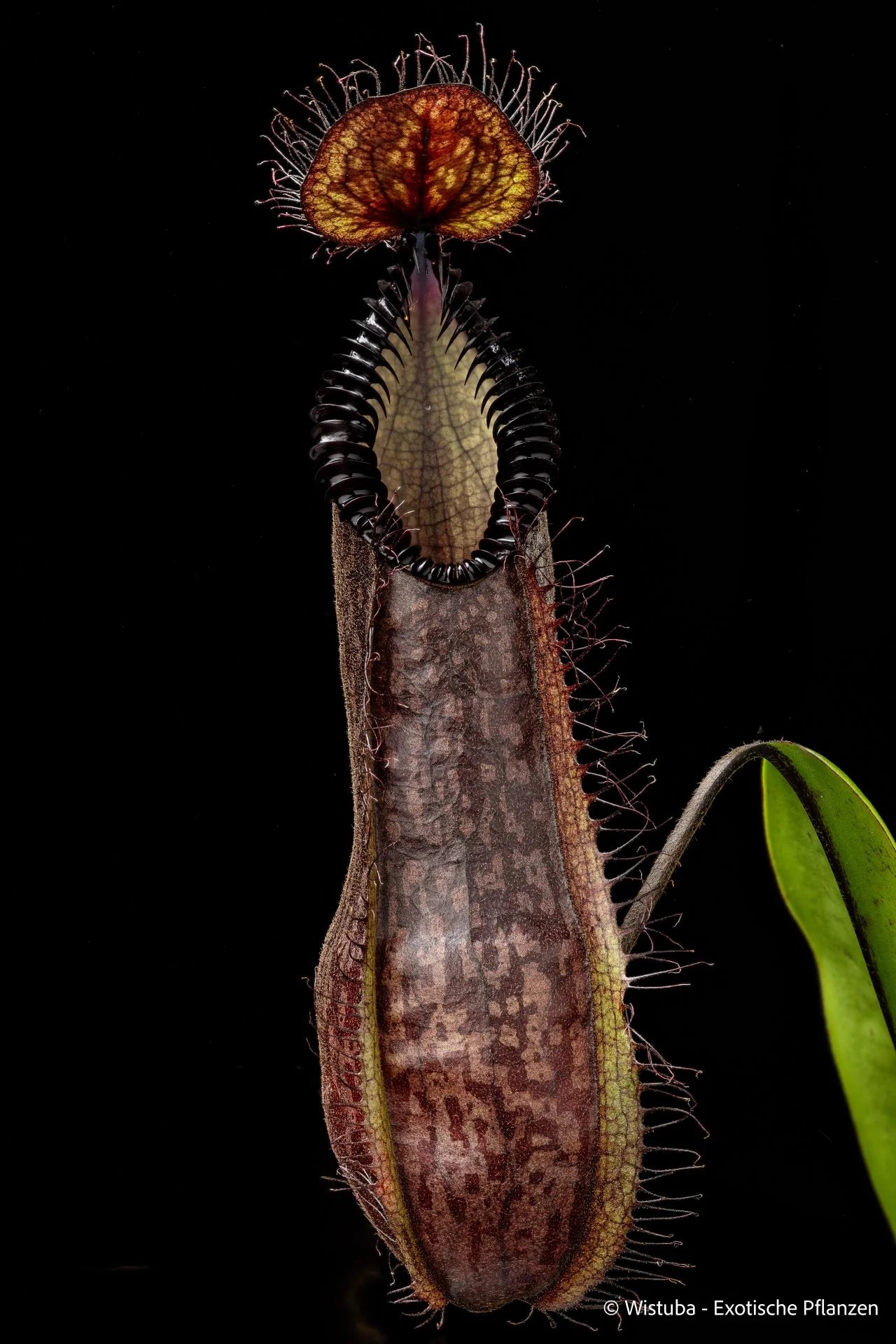 Nepenthes (diabolica x hamata) x hamata 大森食虫植物農園