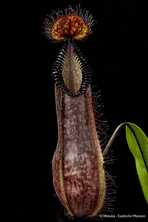 Nepenthes (diabolica x hamata) x hamata 大森食虫植物農園