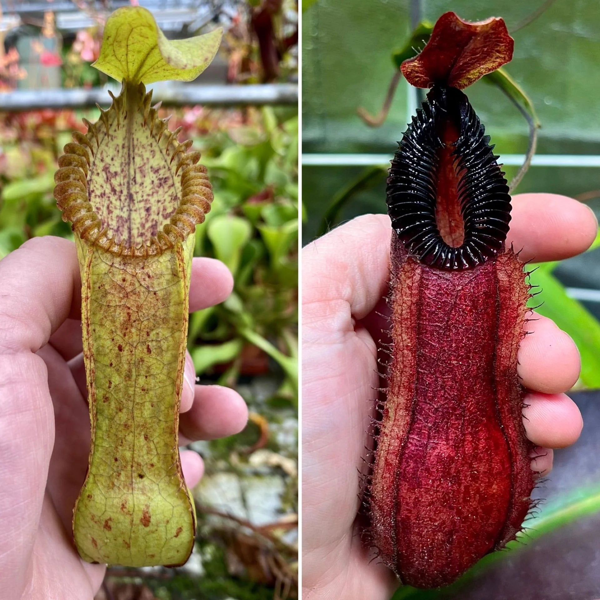Nepenthes (diabolica x hamata) x hamata 大森食虫植物農園