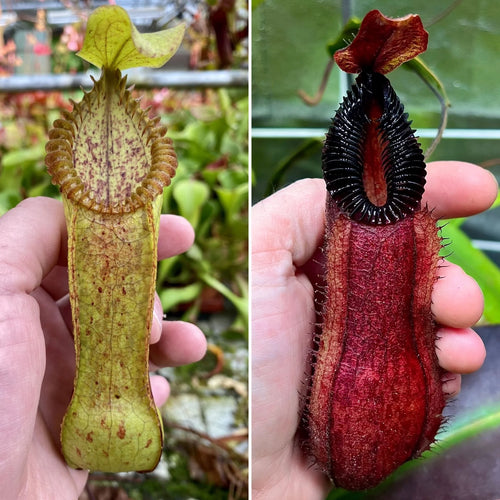 Nepenthes (diabolica x hamata) x hamata 大森食虫植物農園