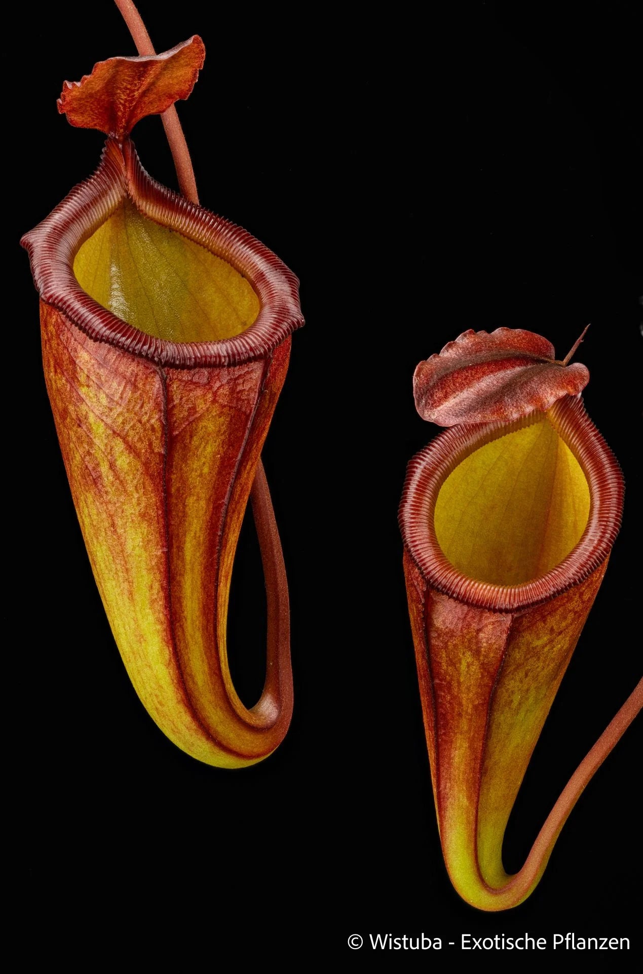 Nepenthes (flava x edwardsiana) x dubia 大森食虫植物農園