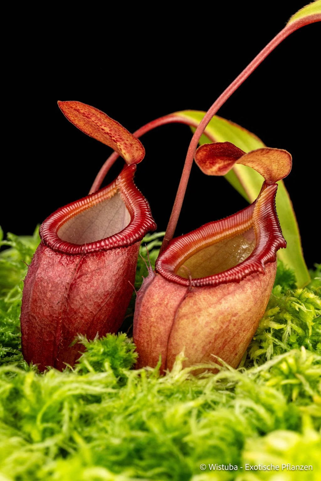 Nepenthes (flava x edwardsiana) x inermis 大森食虫植物農園