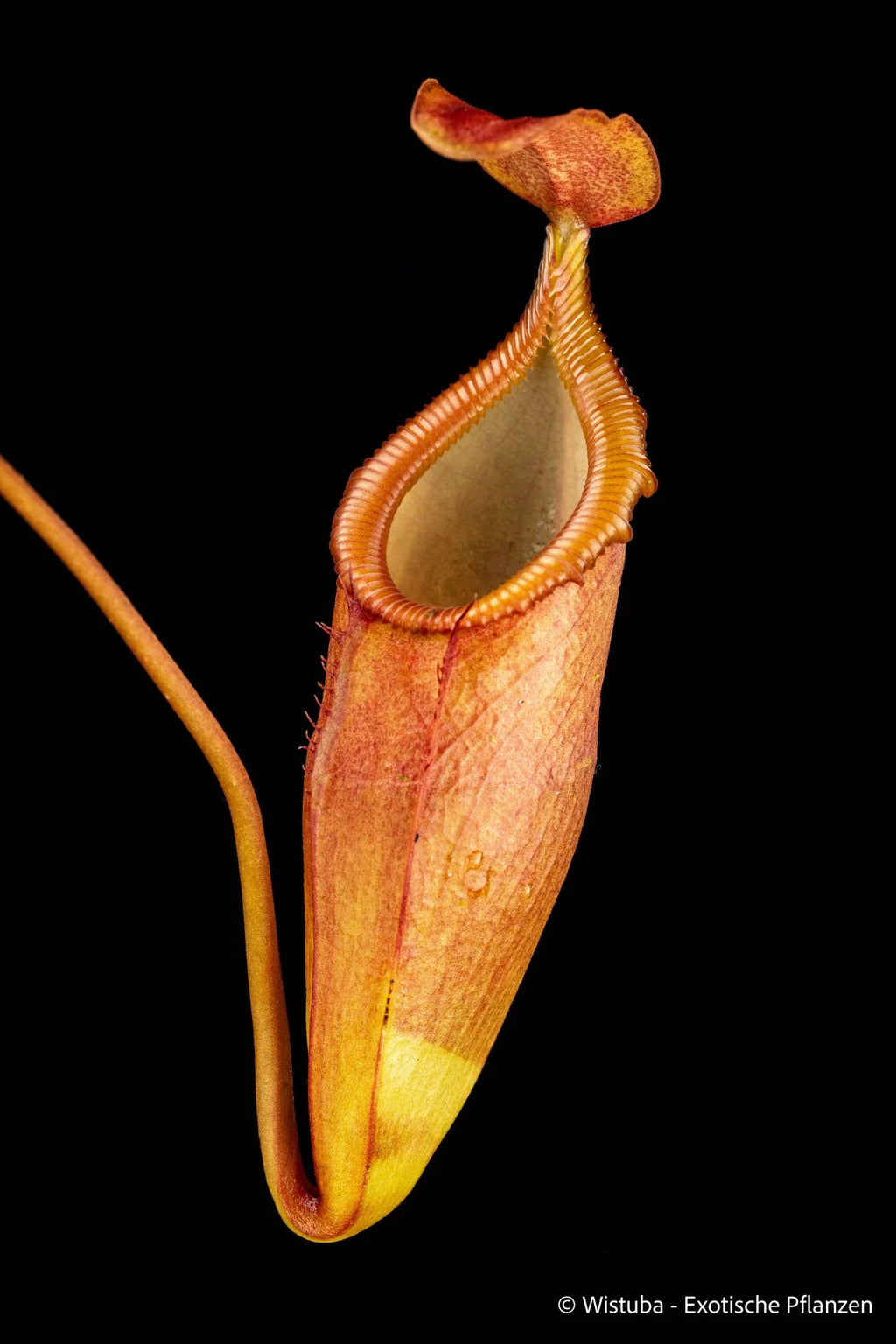 Nepenthes (flava x edwardsiana) x inermis 大森食虫植物農園