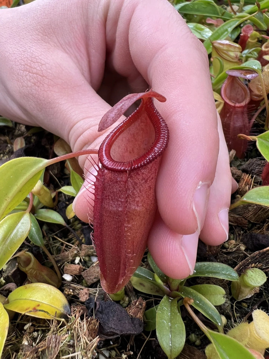 Nepenthes (flava x edwardsiana) x inermis 大森食虫植物農園