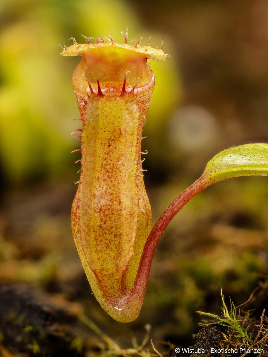 Nepenthes (flava x edwardsiana) x inermis 大森食虫植物農園