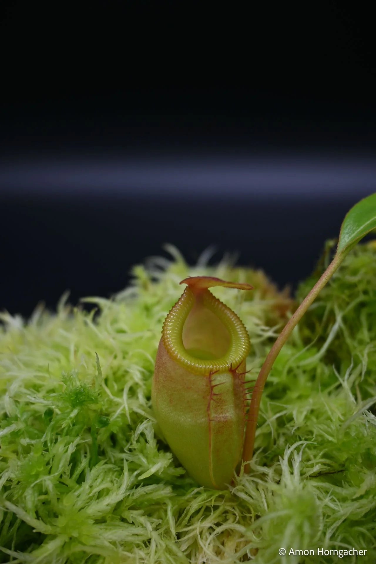 Nepenthes (flava x edwardsiana) x inermis 大森食虫植物農園