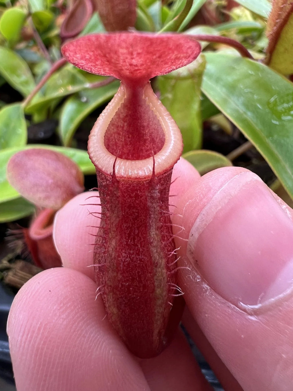 Nepenthes (flava x edwardsiana) x inermis 大森食虫植物農園