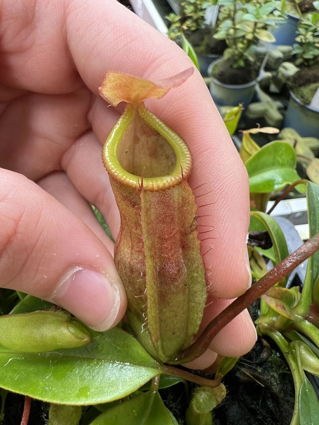 Nepenthes (flava x edwardsiana) x inermis 大森食虫植物農園