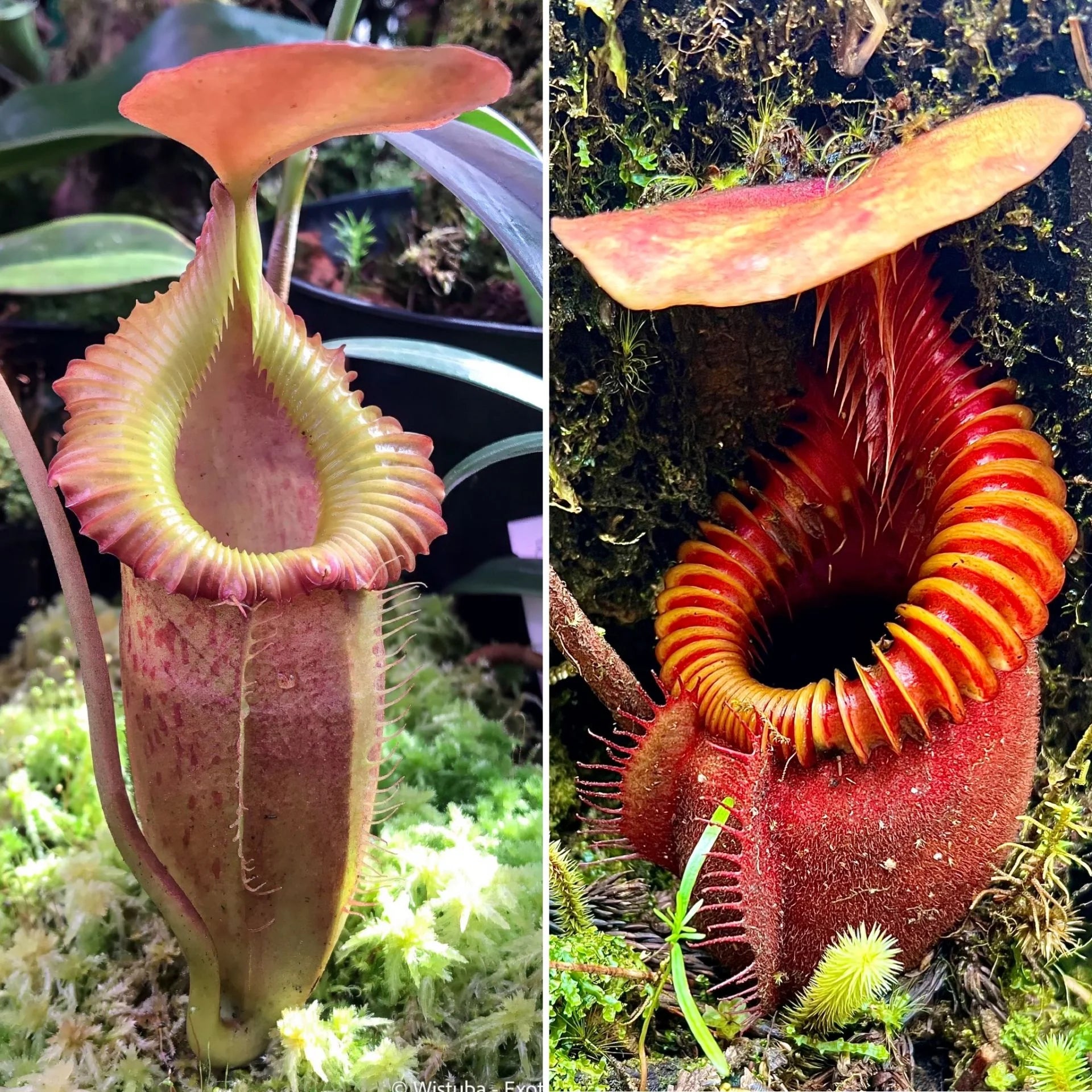 Nepenthes (flava x edwardsiana) x villosa 大森食虫植物農園