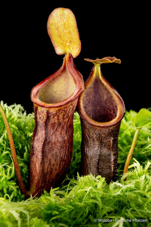 Nepenthes (lowii x merrilliana) X campanulata 大森食虫植物農園