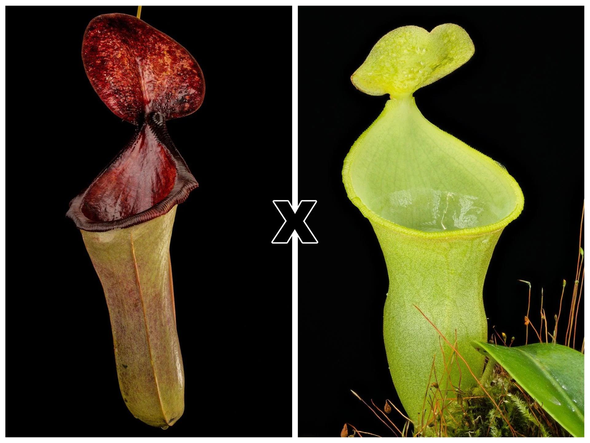 Nepenthes (lowii x merrilliana) X campanulata 大森食虫植物農園