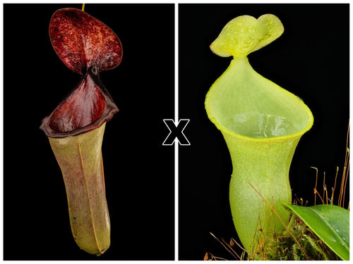 Nepenthes (lowii x merrilliana) X campanulata 大森食虫植物農園