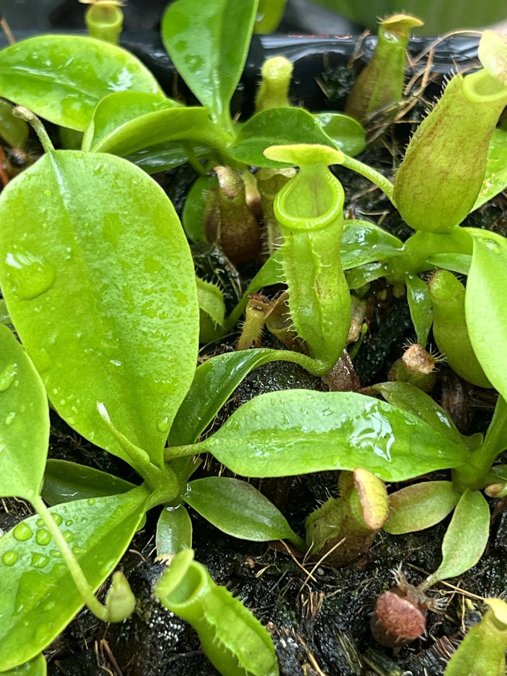 Nepenthes (lowii x merrilliana) X campanulata 大森食虫植物農園
