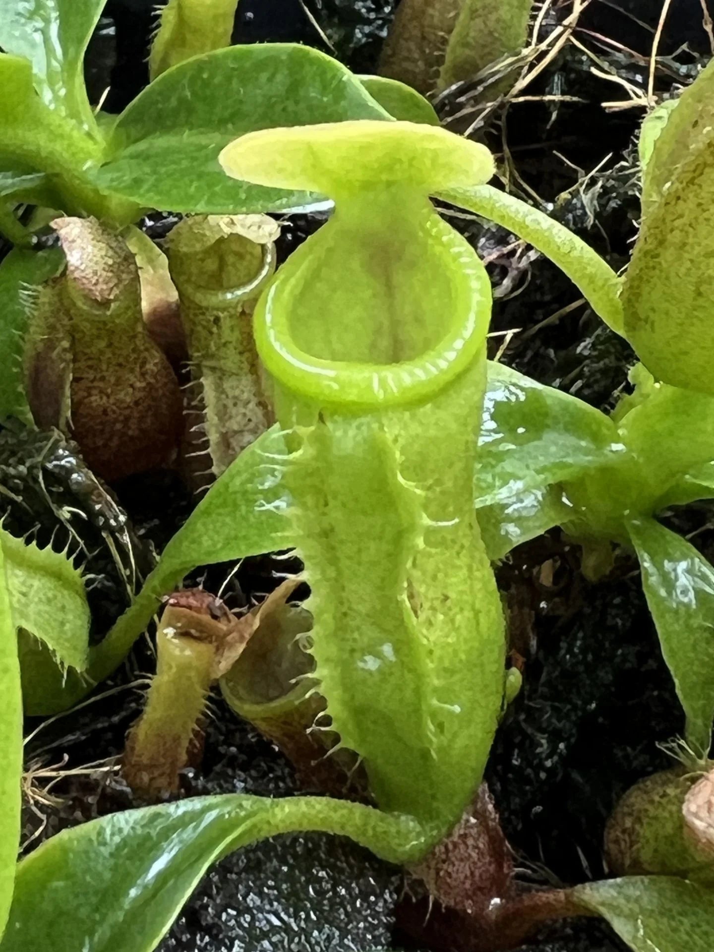 Nepenthes (lowii x merrilliana) X campanulata 大森食虫植物農園