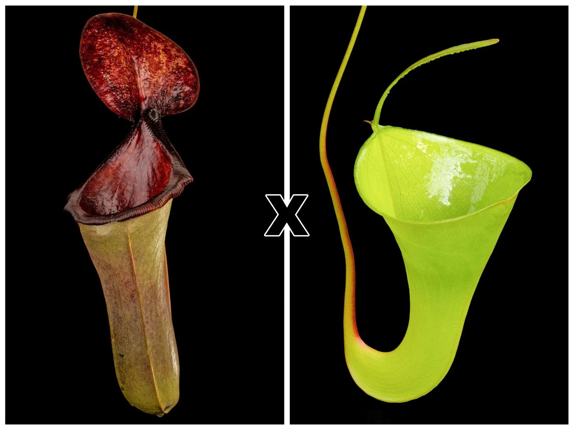 Nepenthes (lowii x merrilliana) x inermis 大森食虫植物農園