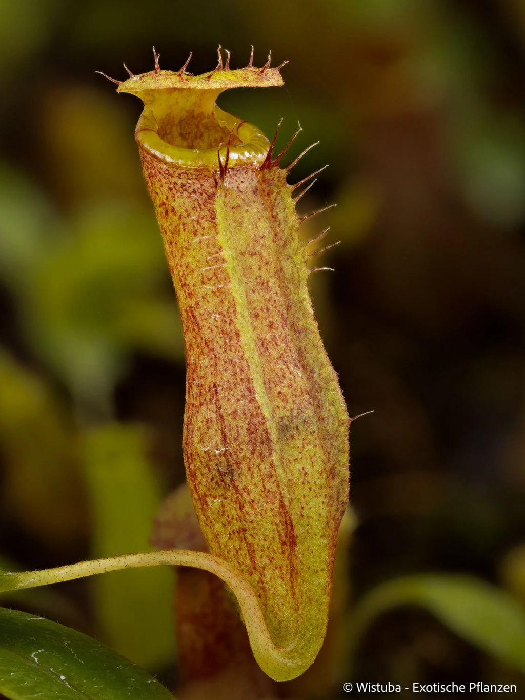 Nepenthes (lowii x merrilliana) x inermis 大森食虫植物農園